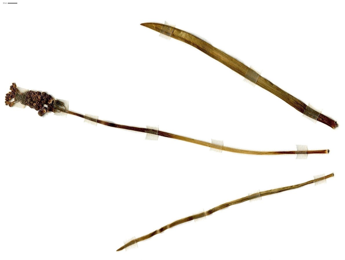 Muscari comosum (Asparagaceae)
